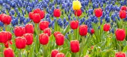 Das Bild zeigt ein Blumenbeet der Gartenschau. Vorne sind rote Tulpen und hinten sind Traubenhyazinthen. In der Mitte schaut eine einzelne gelbe Tulpe raus.