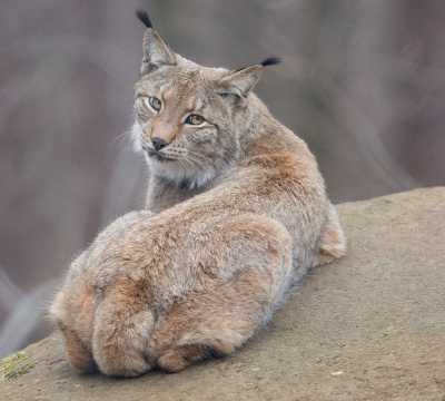 Lynx at the Game Park 