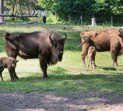Man sieht 5 Wisente beziehungsweise europäische Bisons. Im Vordergrund sind zwei ausgewachsene Wisente mit ihren 2 Kälbern. Im Hintergrund ist ein weiterer Wisent.