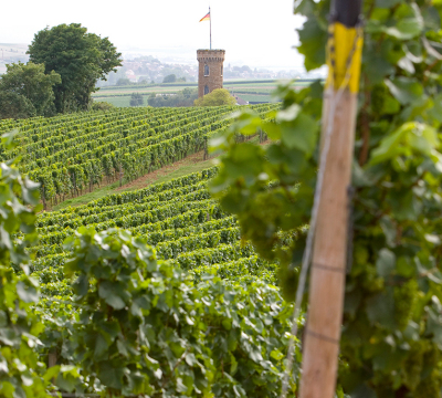 Ein Blick auf einen von Weinreben umschlossenen Turm bei Weinheim