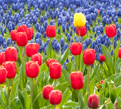 Flower bed of red, blue and yellow tulips
