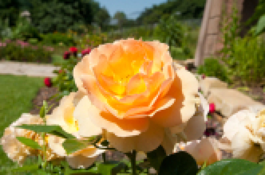 Eine Rosenblüte in Nahaufnahme. Im Hintergrund sind einige rote Rosen und eine Wiese zu sehen. © view - die agentur 