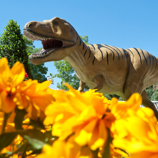 Im unteren Bereich des Bildes sind orangene Blumen die sehr nahe sind.
über den Blumen und weiter entfernt steht die Tyranosaurus rex Statue der Gartenschau