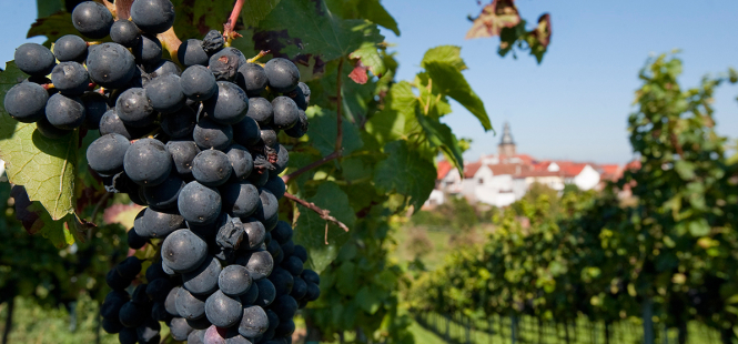 Die Weinfelder von Frankweiler in der südlichen Weinstraße @ view - die agentur