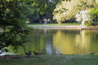 Der See im Volkspark ist Treffplatz für einige Enten. Im Hintergrund sieht man einen Fahrradfahrer, der die Enten betrachtet.