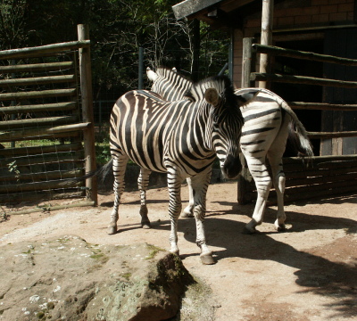 Zwei Zebras stehen am Eingang einer Schutzhütte.