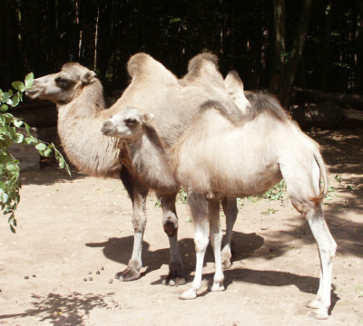 Zwei Kamele - ein jüngeres und ein älteres - stehen beieinander.