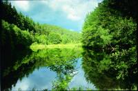 Der Wald spiegelt sich in der stillen Wasseroberfläche des Jagdhausweihers.