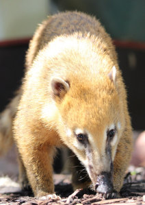 Einer der drei Nasenbären im Zoo Kaiserslautern. © Zoo Kaiserslautern