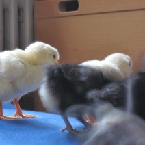 Hurra, sie sind da! Die Küken der Kita Kunterbunt. © Kita Kunterbunt