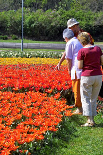 Festival der Tulpen © Stadt Kaiserslautern