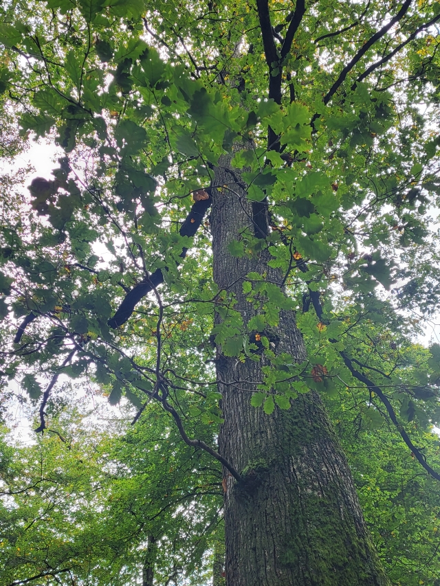 Eine der etwa 1000 Eichen, die sich auf den ca. 20 Hektar des Biotopschutzwalds befinden. © Stadt Kaiserslautern