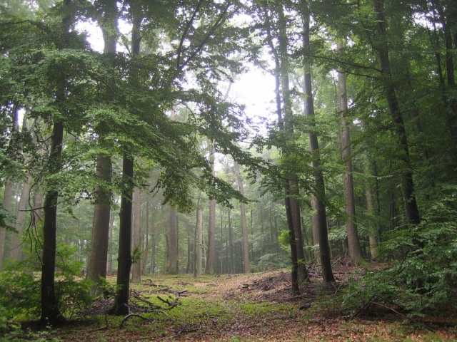 Die Kranzeichen im südlichen Stadtwald © Stadt Kaiserslautern