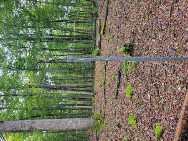 Die Verjüngungsflächen sind mit einem Zaun eingefasst, damit die Eicheln und jungen Triebe nicht von Wildtieren gefressen werden. © Stadt Kaiserslautern