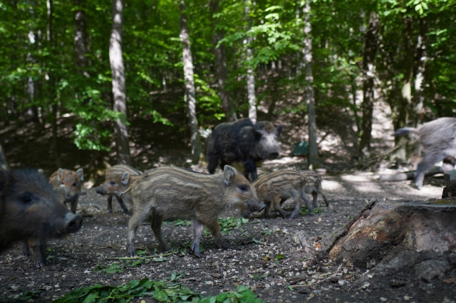 Wildschweine im Wald  © Pixelio 