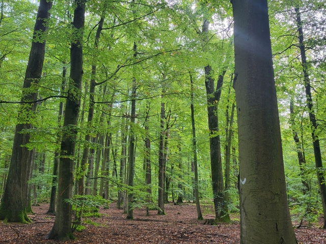 Im südlichen Stadtwald befindet sich der Biotopschutzwald Kranzeichen. © Stadt Kaiserslautern