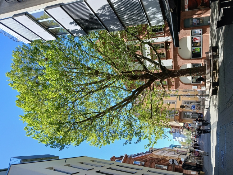 Der von Krähen besiedelte Baum am Union-Kino Ende April. Hier werden noch in dieser Woche Auffangtücher für den Kot installiert. © Stadt Kaiserslautern