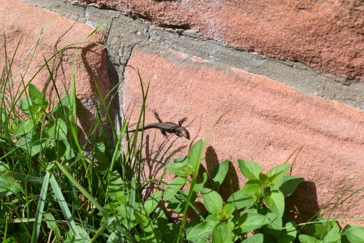 Die wärmeliebenden Reptilien halten sich vornehmlich auf der Südseite der Burg Hohenecken auf. © Stadt Kaiserslautern