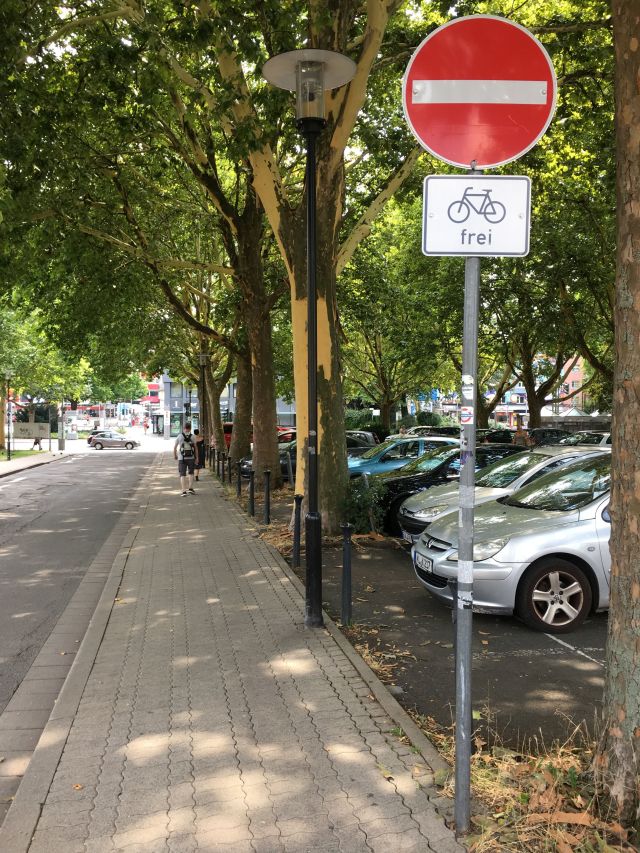 Platane Willy-Brandt-Platz © Stadt Kaiserslautern