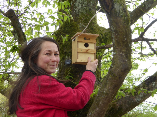 Die Leiterin der Kita Morlautern, Gabi Buhl, hängt den mit einer Kamera ausgestatteten Nistkasten auf, damit die Kinder via WLAN jederzeit miterleben können, wenn sich ein Vogelpaar einnistet © Naturschutzbeirat Kaiserslautern