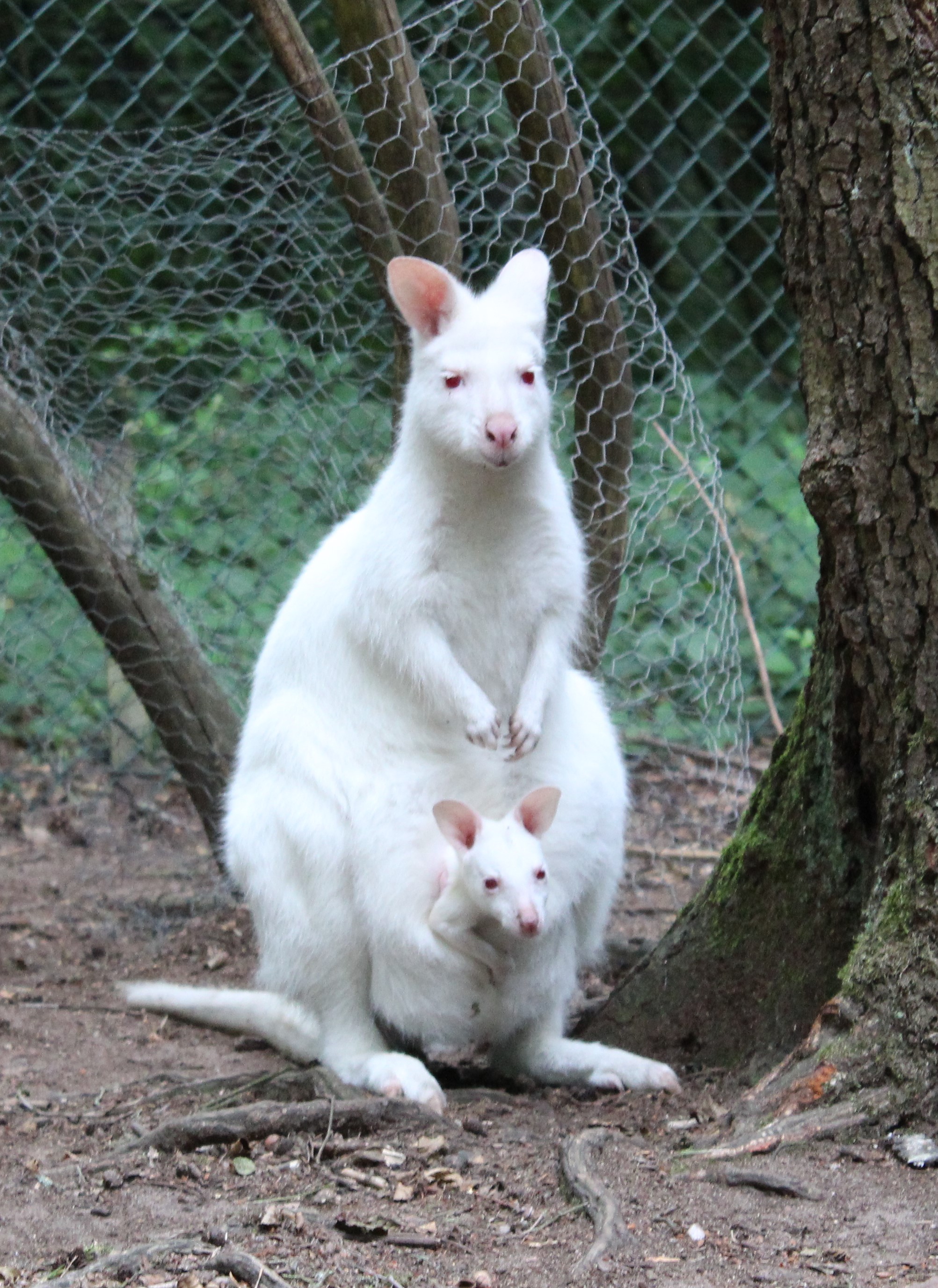 albino kangaroo