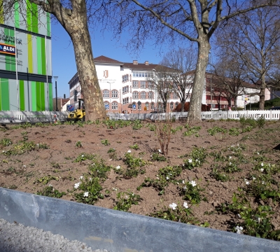 Bodendecker in der Neuen Stadtmitte 