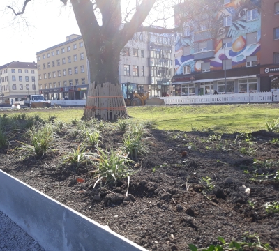 Auch um die Stadtplatane ist neues Grün zu sehen