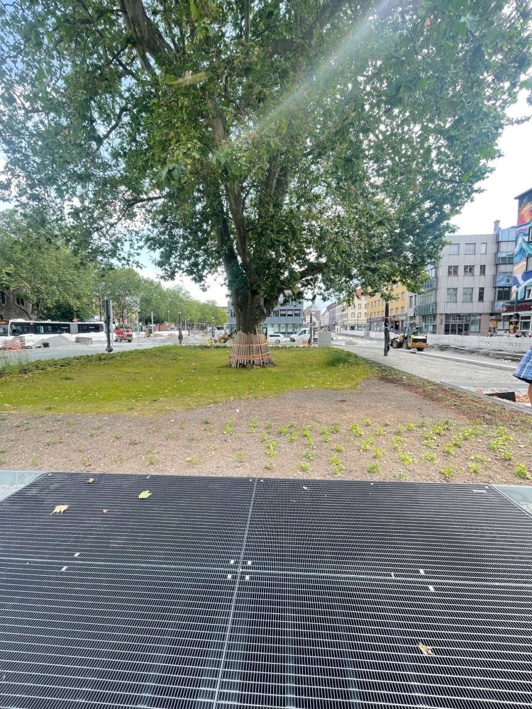 Die Wurzelbrücke (Gitterabdeckung) schützt wichtige Wurzeln der Stadtplatane © Stadt Kaiserslautern