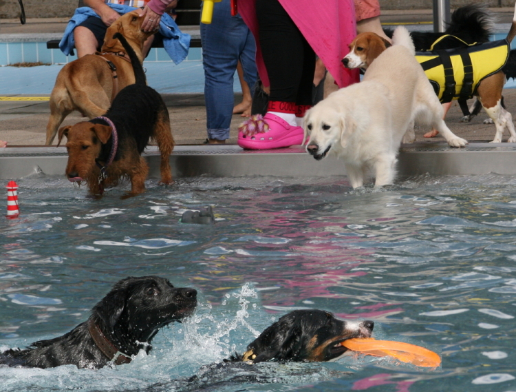 Mehrere Hunde stehen am Beckenrand, andere schwimmen bereits im Wasser. © Dieter Retter