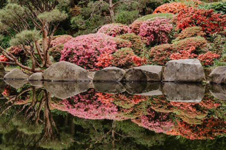 Im Vordergrund der Teich im Japanischen Garten. Im Hintergrund rosa blühende Sträucher Thomas Linkel, Lizenz CC-BY