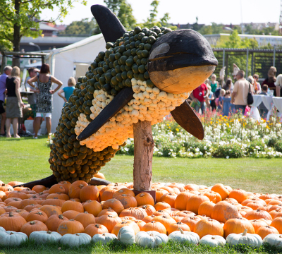 Orca sculpture made out of variegated pumpkins and timber