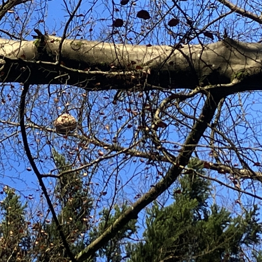Nest der Asiatischen Hornisse Zoom