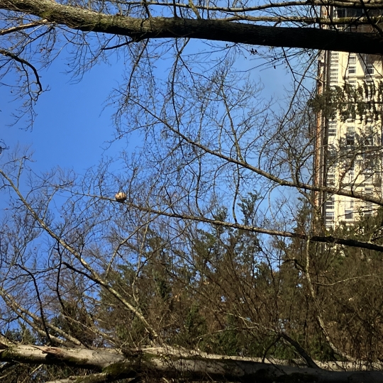 Nest der Asiatischen Hornisse