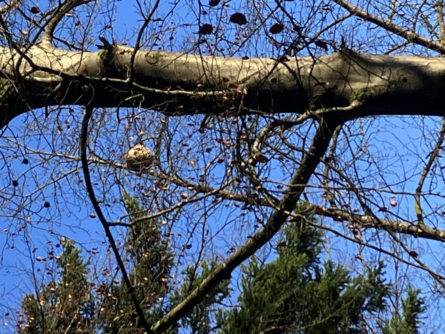 Nest der Asiatischen Hornisse Zoom © Stadt Kaiserslautern