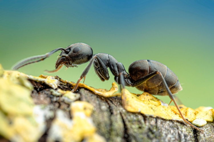 Große Drüsenameise (Tapinoma magnum) © A. Bellersheim / SMNS