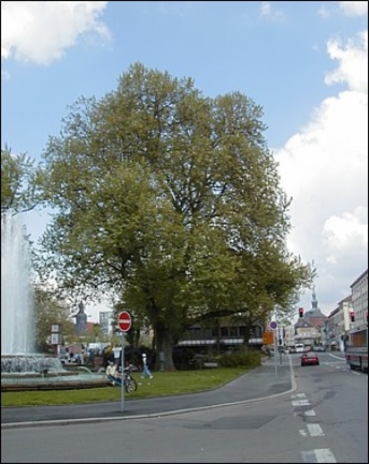 die Stadtplatane © Stadt Kaiserslautern